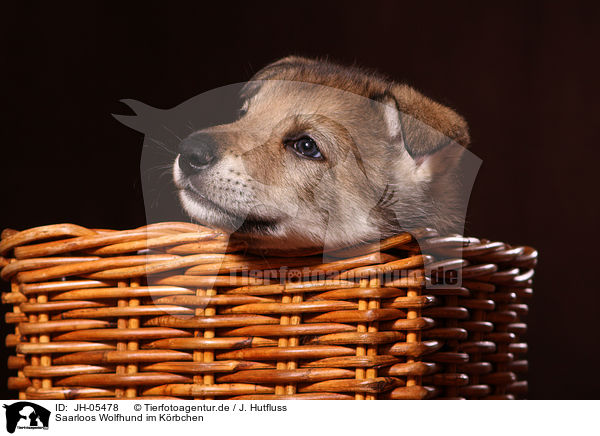 Saarloos Wolfhund im Krbchen / Saarloos wolfdog in basket / JH-05478