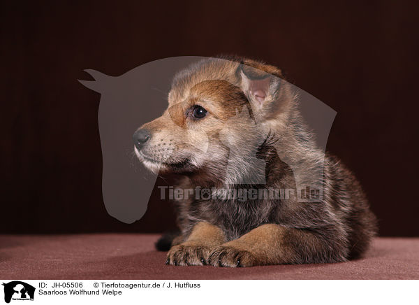 Saarloos Wolfhund Welpe / Saarloos wolfdog puppy / JH-05506