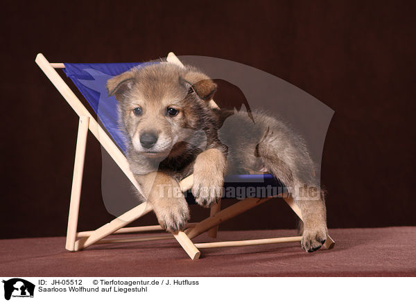 Saarloos Wolfhund auf Liegestuhl / Saarloos wolfdog at deckchair / JH-05512