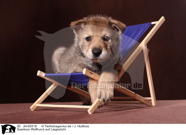 Saarloos Wolfhund auf Liegestuhl / Saarloos wolfdog at deckchair / JH-05518