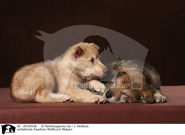 schlafende Saarloos Wolfhund Welpen / sleeping Saarloos Wolfdog puppies / JH-05538