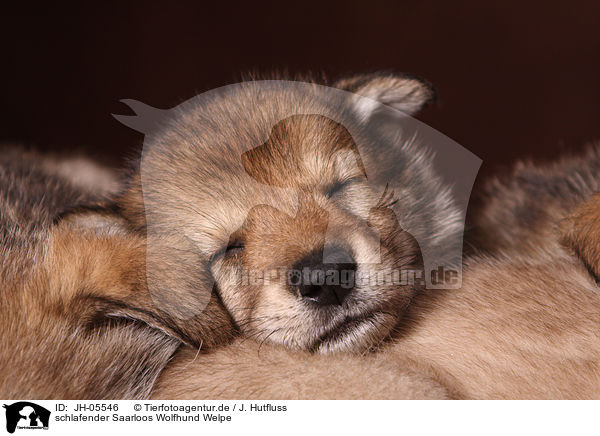 schlafender Saarloos Wolfhund Welpe / sleeping Saarloos Wolfdog puppy / JH-05546
