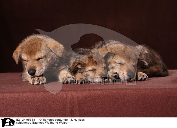 schlafende Saarloos Wolfhund Welpen / sleeping Saarloos Wolfdog puppies / JH-05548