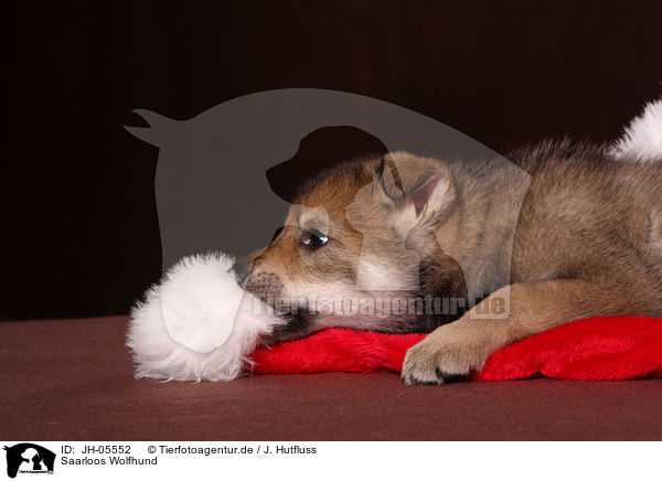 Saarloos Wolfhund / JH-05552