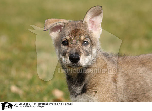 Saarloos Wolfhund Welpe / JH-05688