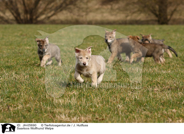 Saarloos Wolfhund Welpe / JH-05690