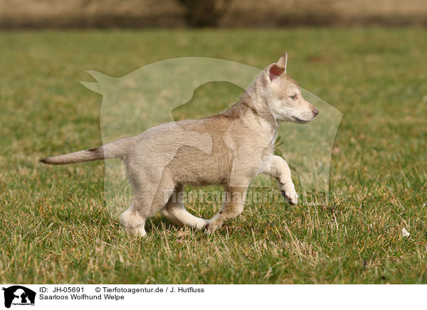 Saarloos Wolfhund Welpe / JH-05691