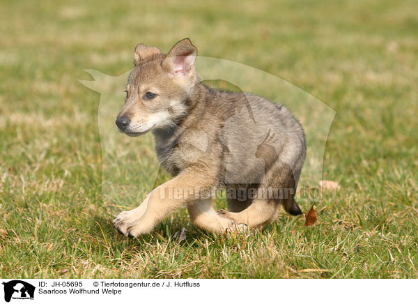Saarloos Wolfhund Welpe / JH-05695