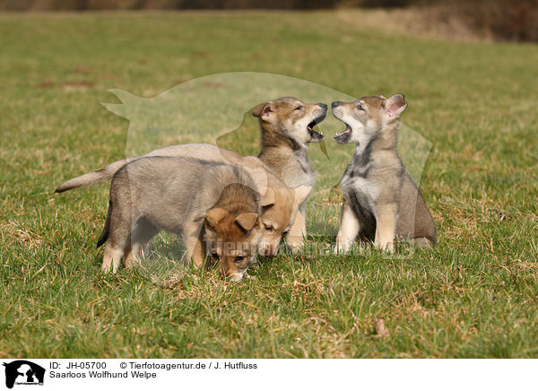 Saarloos Wolfhund Welpe / JH-05700