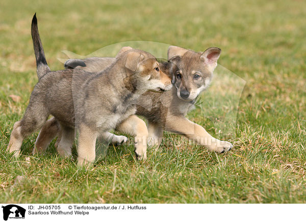 Saarloos Wolfhund Welpe / JH-05705
