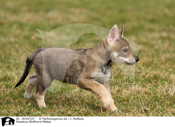 Saarloos Wolfhund Welpe / Saarloos Wolfdog Puppy / JH-05727