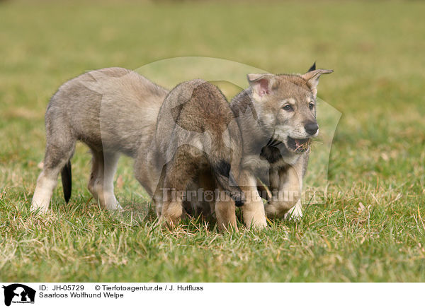 Saarloos Wolfhund Welpe / JH-05729