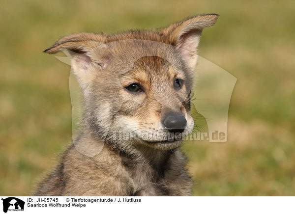 Saarloos Wolfhund Welpe / Saarloos Wolfdog Puppy / JH-05745