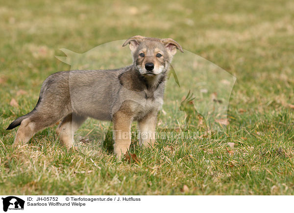 Saarloos Wolfhund Welpe / JH-05752