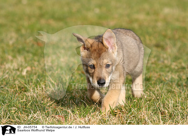 Saarloos Wolfhund Welpe / JH-05754