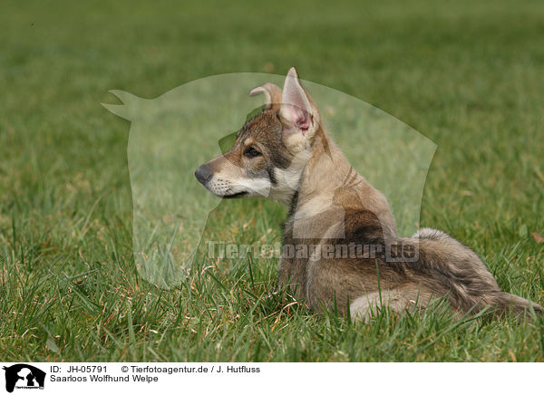 Saarloos Wolfhund Welpe / JH-05791