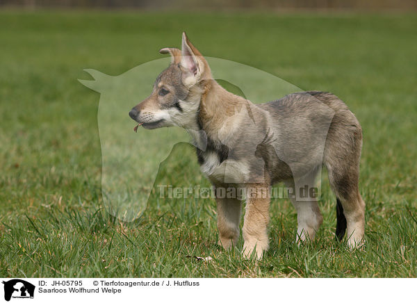 Saarloos Wolfhund Welpe / Saarloos Wolfdog Puppy / JH-05795