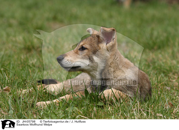 Saarloos Wolfhund Welpe / JH-05798