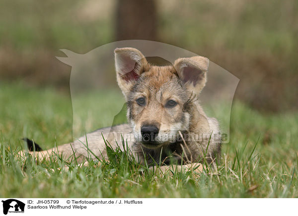 Saarloos Wolfhund Welpe / Saarloos Wolfdog Puppy / JH-05799