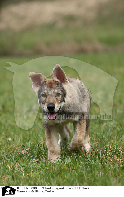 Saarloos Wolfhund Welpe / JH-05800