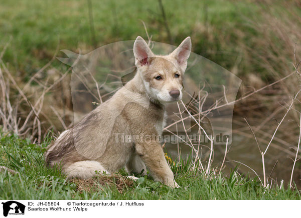 Saarloos Wolfhund Welpe / JH-05804
