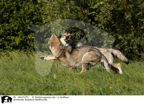 rennende Saarloos-Wolfhunde / running Saarloos-Wolfhonds / JH-07372
