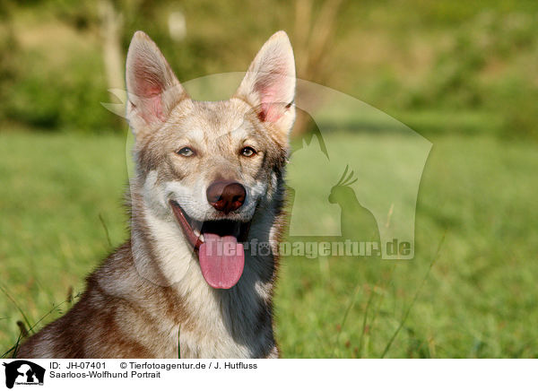 Saarloos-Wolfhund Portrait / JH-07401