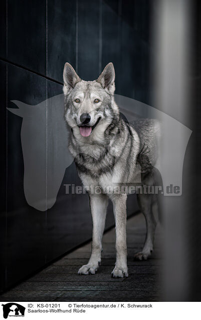 Saarloos-Wolfhund Rde / KS-01201