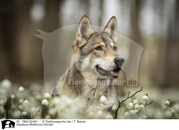 Saarloos-Wolfhund Hndin / TBA-02461