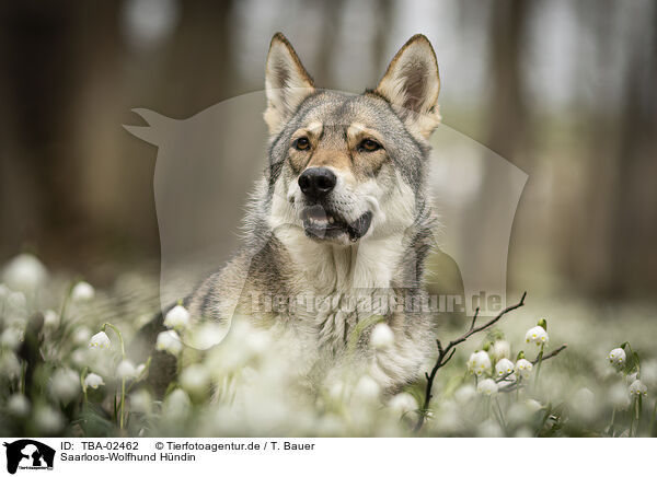 Saarloos-Wolfhund Hndin / TBA-02462