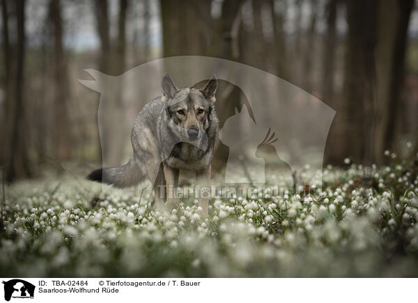Saarloos-Wolfhund Rde / male Saarloos Wolfhound / TBA-02484