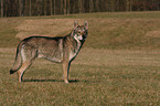 Saarloos Wolfhund