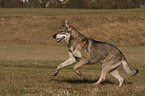 Saarloos Wolfhund