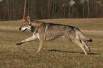 Saarloos Wolfhund