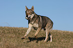 Saarloos Wolfhund