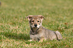 Saarloos Wolfhund Welpe