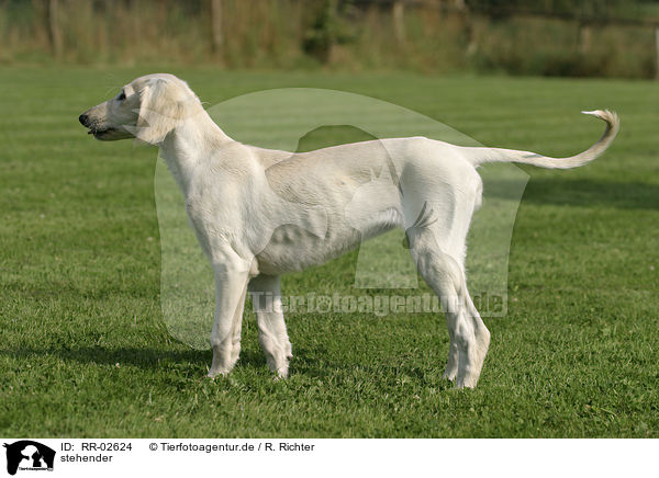 stehender / standing Saluki / RR-02624