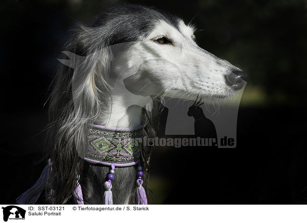 Saluki Portrait / Saluki Portrait / SST-03121