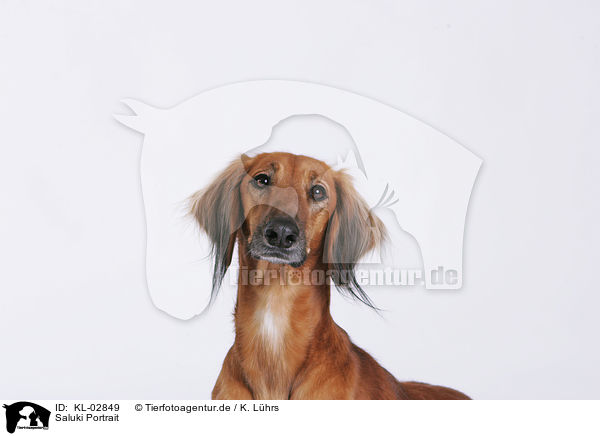 Saluki Portrait / Saluki Portrait / KL-02849