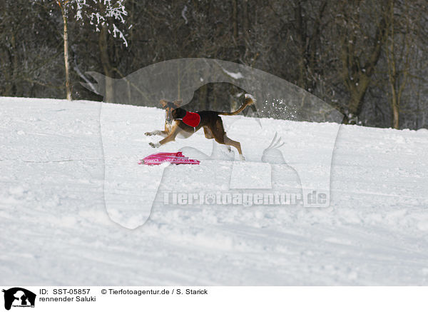 rennender Saluki / running Saluki / SST-05857