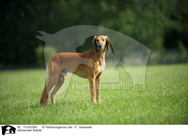 stehender Saluki / standing Persian Greyhound / YJ-03393