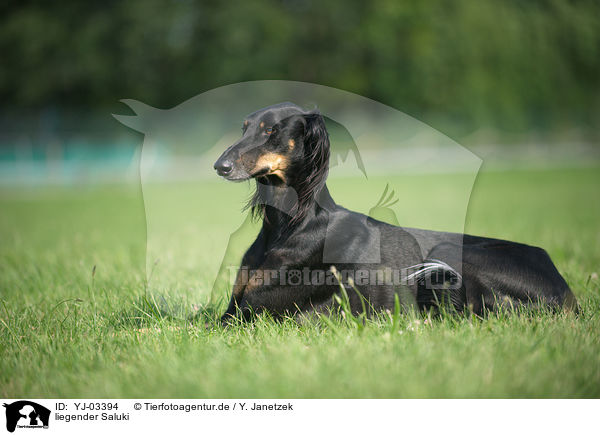 liegender Saluki / lying Persian Greyhound / YJ-03394