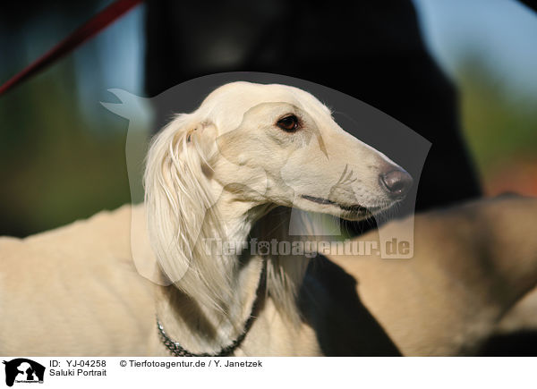 Saluki Portrait / Persian Greyhound Portrait / YJ-04258