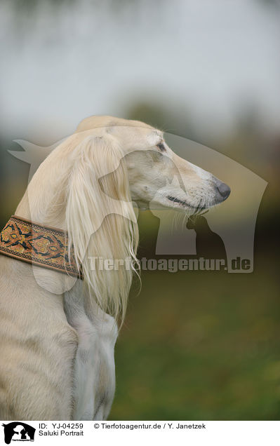 Saluki Portrait / Persian Greyhound Portrait / YJ-04259