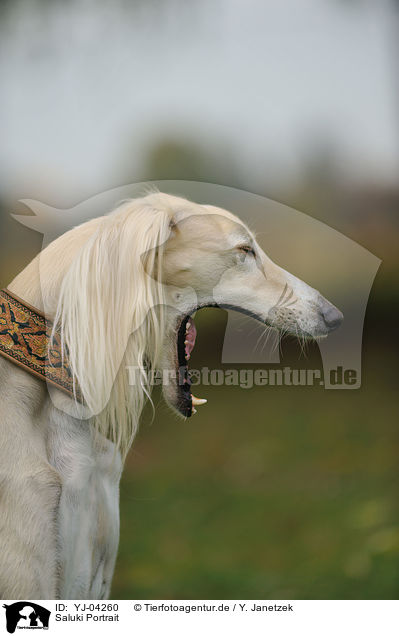 Saluki Portrait / Persian Greyhound Portrait / YJ-04260