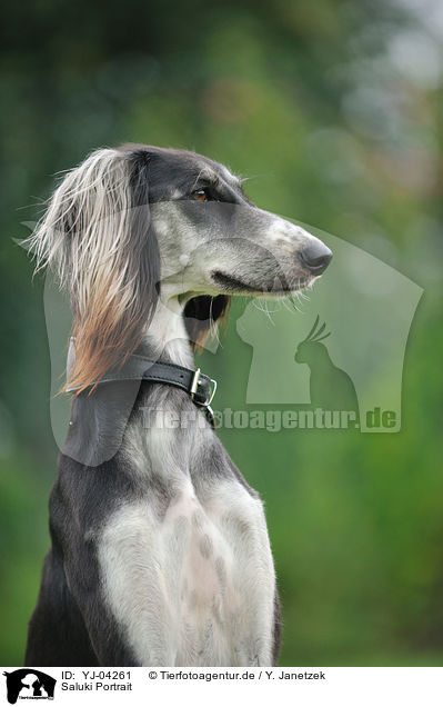 Saluki Portrait / Persian Greyhound Portrait / YJ-04261