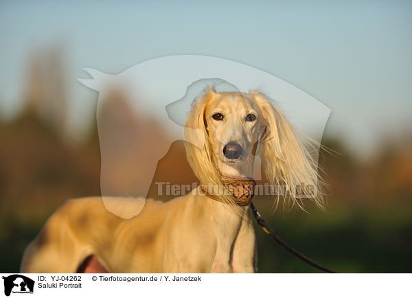 Saluki Portrait / Persian Greyhound Portrait / YJ-04262