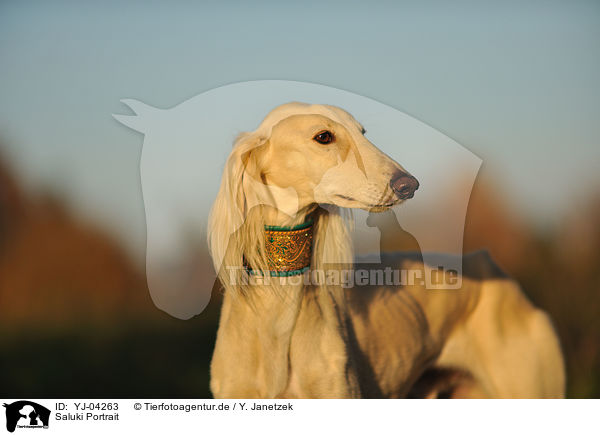 Saluki Portrait / Persian Greyhound Portrait / YJ-04263