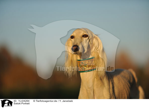 Saluki Portrait / Persian Greyhound Portrait / YJ-04264