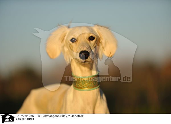 Saluki Portrait / Persian Greyhound Portrait / YJ-04265
